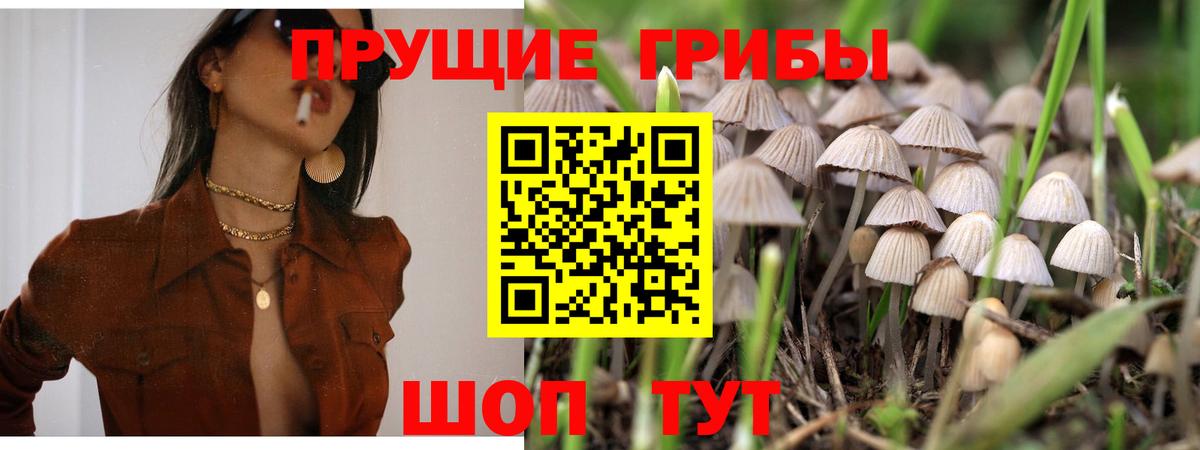Псилоцибиновые грибы Psilocybine cubensis  Вход с VPN  Ярославль 